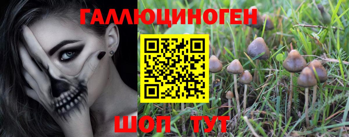 Псилоцибиновые грибы мицелий Бердск